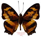 Symbrenthia hypselis niphandina (Philippines) A2